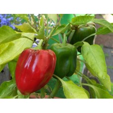 PAPRIKA -groen/rood- 10 CM